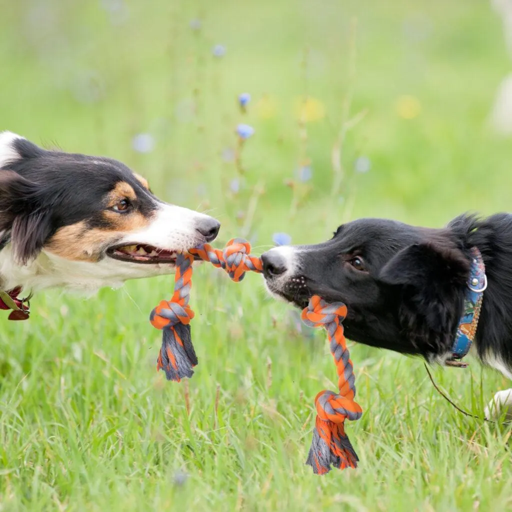 Dog Rope Toy Tug-War Long Rope